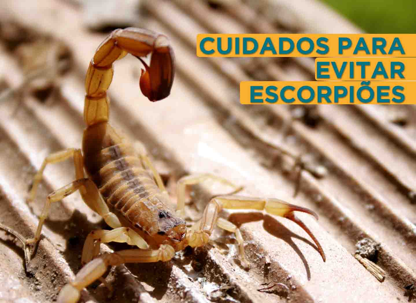 Ataques de escorpiões em SP crescem 22%; entenda por quê e como evitar