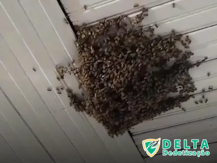 Dedetização em Veículos