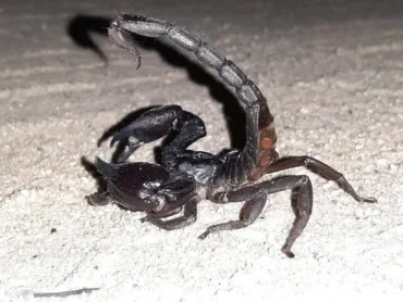 O que evitar em casa para não encontrar aranhas, escorpiões e cobras