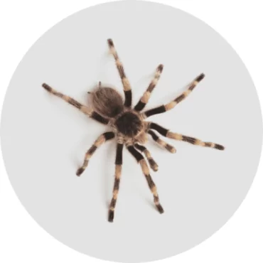 controle-de-aranhas