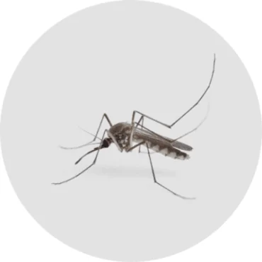 controle-de-mosquitos