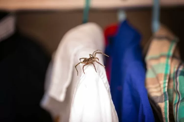 Empresa Dedetizadora de Aranhas