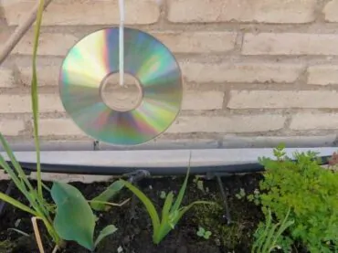 2 como espantar pombos com cd s 23203 1 6001