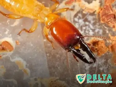 Identificando e Entendendo o Problema de Pulgas no Seu Pet