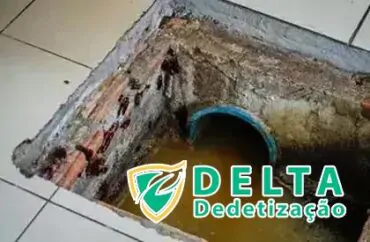 Identificando Sinais de Infestação de Percevejos de Cama