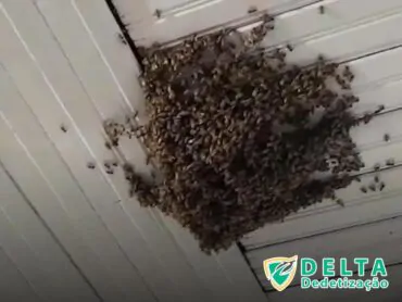 Prevenindo Infestações Futuras: Manutenção Após a Dedetização do Veículo