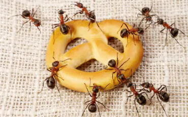 como-acabar-com-formigas-doceiras1
