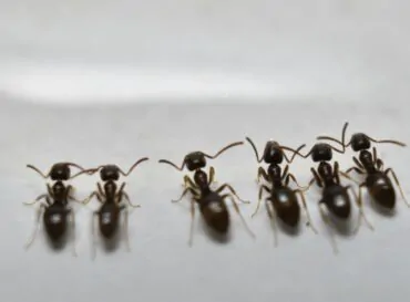 Dicas para eliminar formigas definitvamente, empresa Dedetizadora de Formigas