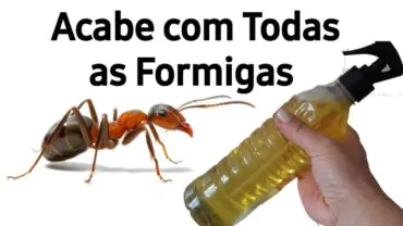 5 Receitas caseiras fáceis de fazer para Eliminar Formigas Definitivamente