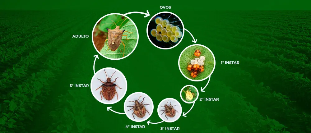 Controle de Percevejo