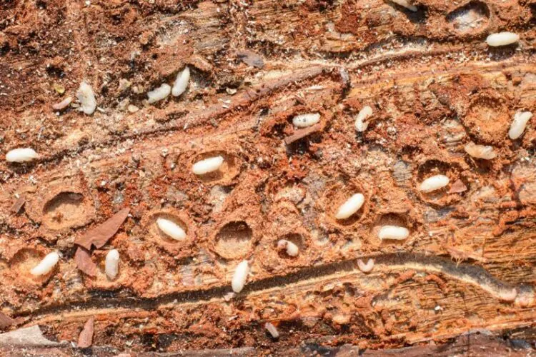 Descupinização em São Paulo: Proteja Seu Patrimônio com Especialistas 3 Dedetização de Cupim Broca