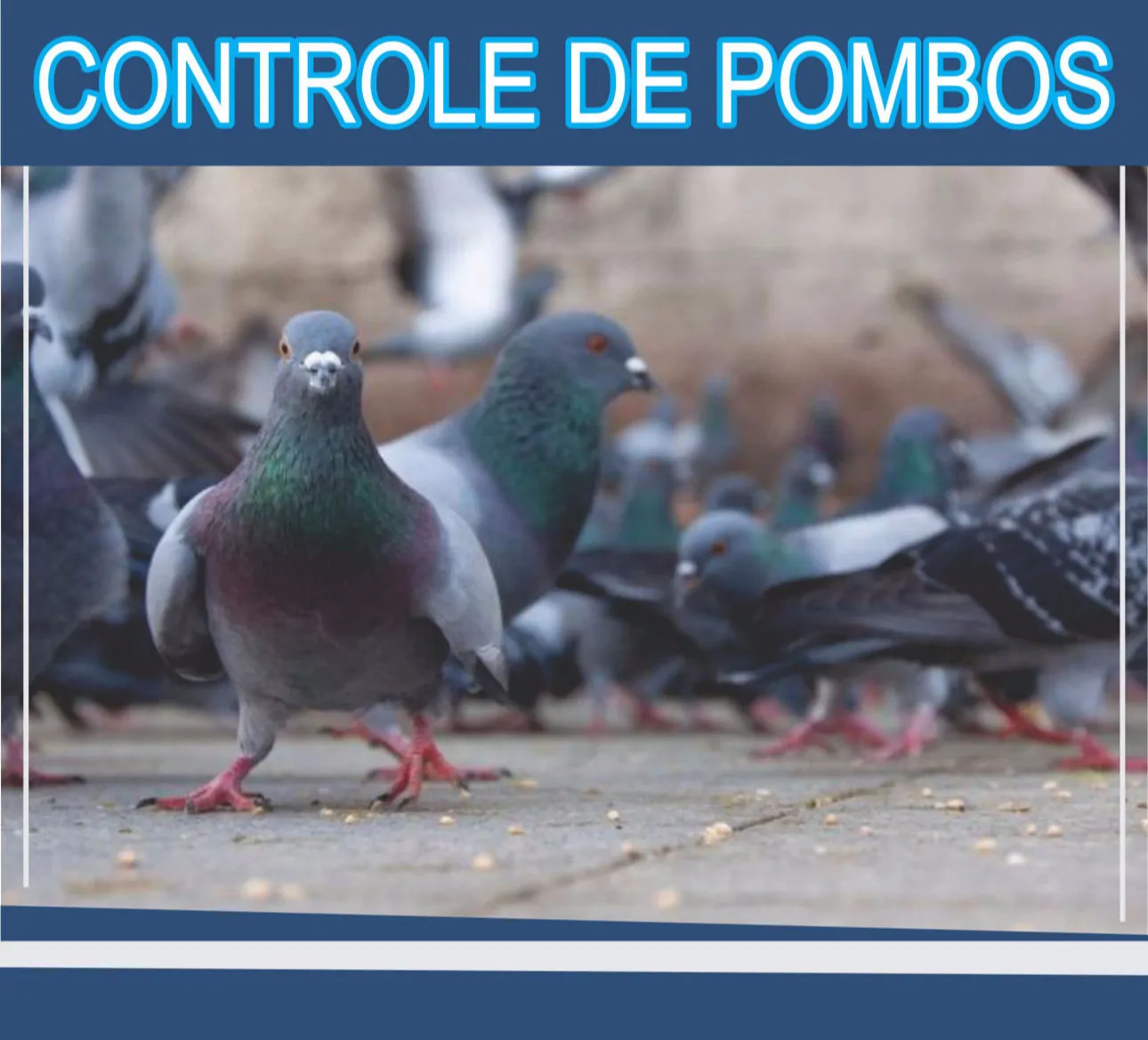 Empresa de Controle de Pombos em São Paulo