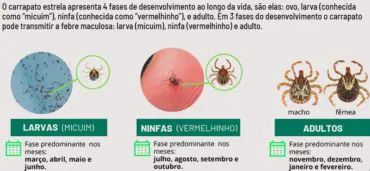 Dicas de Como Acabar com os Carrapatos no Quintal