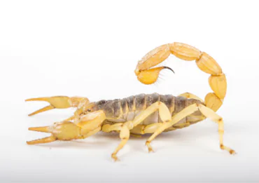 O que é bom para Combater Escorpiões?