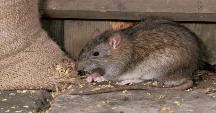 Como Acabar com Ratos em Cima do Forro?