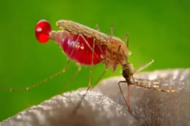 Livre-se dos mosquitos: Conheça os 3 repelentes caseiros contra mosquitos que funcionam