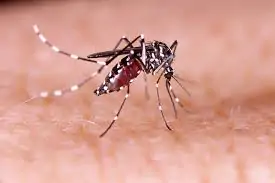 Livre-se dos mosquitos: Conheça os 3 repelentes caseiros contra mosquitos que funcionam