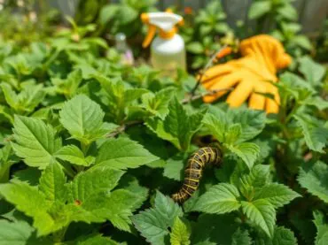 Dedetização de lagartas: como proteger sua casa em São Paulo