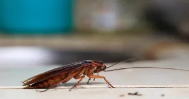 Dedetização em São Paulo Zona Norte com Preço Acessível: Tudo que Você Precisa Saber