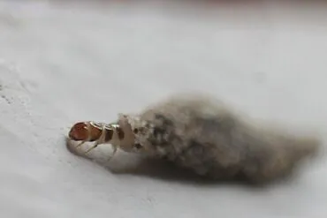 O que significa ter traças pela casa, segundo especialista