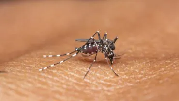 Descubra o hábito diário que multiplica mosquitos na sua casa sem você notar