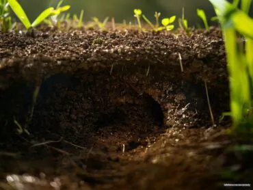 Como identificar ninhos de formigas subterrâneas antes que destruam seu jardim