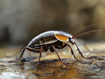 Descubra a razão pela qual baratas resistem a forças 900 vezes seu peso