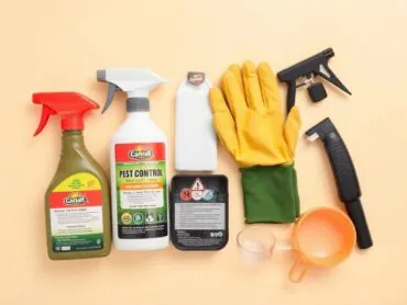 Dedetização: técnicas e produtos variam conforme o ambiente